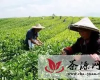 浙江松阳：香茶成茶农持续增收的“金叶”