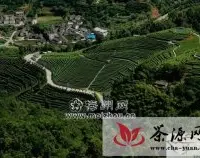 广东梅县推广有机茶规范良种栽培