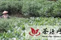 广西钟山：发展“无公害茶叶”800多亩