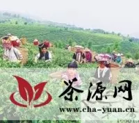 云南云龙：生态茶叶采摘忙