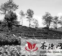 云南大理的三道茶文化