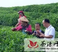 贵州天价茶背后的真相：是为茶农服务还是价格炒作？