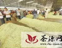 广西横县打造“中国茉莉之乡”品牌