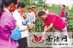 云南：昌宁推进低产茶园改造