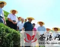 浙江农大：茶叶专家考察昭平茶产业