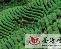 广西昭平：生态茶香催农富