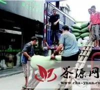 湖北宜昌开始大量生产夏秋茶