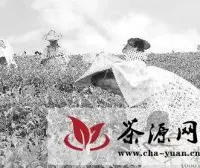 漳平台湾农民创业园秋茶陆续开始采摘