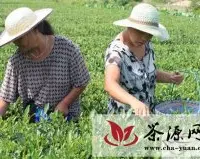 夏茶采摘 增加农户收入