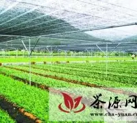 安溪现代茶产业发展提速