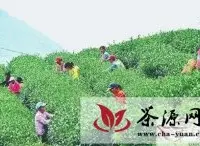 云南：南涧彝族自治县采秋茶增收