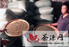 福建周宁茶叶生产遭遇脆弱电网