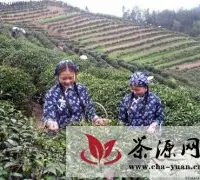 陕西以绿茶、黑茶为核心做大茶产业