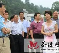 宜昌市政协来夷视察茶产业发展