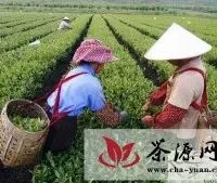 广西：柳城夏茶产销两旺