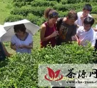 中荷专家合作开展“福建茶叶质量安全体系建设”研究