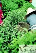 陕西安康：资本助农撬动茶产业崛起