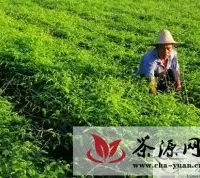广西灵山：栽种珍稀茶 调和大众味