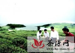 湖南华容两家茶场负责人交流技术帮扶茶乡