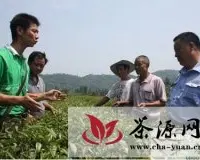 四川泸州：农技干部指导茶农技术