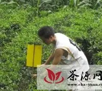 湖北鹤峰推广茶叶绿色防控技术