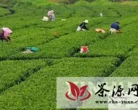广西昭平：茶农高高山上采夏茶