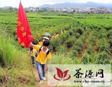 福建华裔青少年武夷山体验制作大红袍