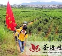 福建华裔青少年武夷山体验制作大红袍