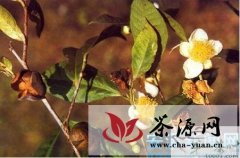 安溪茶园：建立体式品种园 成为茶树良种大县