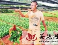 云南：普洱优质茶苗上市