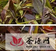 紫茶，大叶种茶中的稀有品种