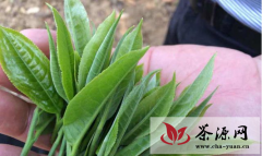 普洱成为中国最早上市的春茶原产地