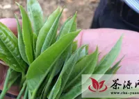 普洱成为中国最早上市的春茶原产地