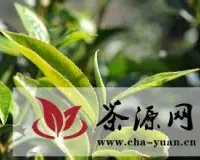 关于云南普洱茶树中小叶种您需要知道的