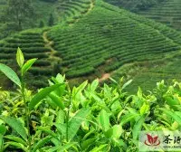 绿茶被誉为我国的“国饮” 具衰老防癌抗辐杀菌消炎等效果