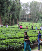 喜迎全国百佳茶馆来滇红集团欢聚探讨茶馆业、茶产业的未来发展