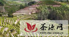 知名投资机构布局茶产业，中国茶产业未来谁主沉浮