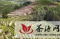 知名投资机构布局茶产业，中国茶产业未来谁主沉浮