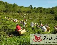 2014年外来资本冲着原料去 普洱茶市场到底是谁主导?