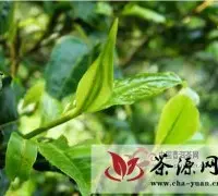 【趋势】普洱茶优质原料的拼配产品