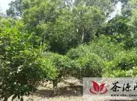 云南普洱古茶树的重要性与文化价值