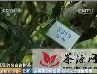 云南古树茶价格虚高，业内人士谨慎观望（视频）
