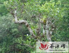 普洱茶消费新方式：消费者认养云南勐海的古茶树