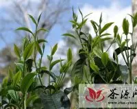勐海老班章古树茶均价每年涨幅40%左右