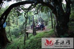 中国普洱茶第一县 “圣地之旅 茶出勐海”