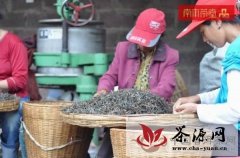 2012景东无量山秋季古树茶采收中