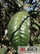 勐库大叶种普洱茶---大叶种中的特大叶种