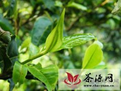 云南省审定四个茶品良种
