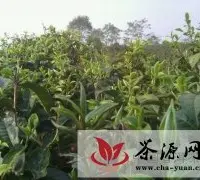 2012春季普洱茶名山名寨开采以及价格行情（3/12）