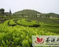 除“六大茶山”外，云南历史上还有哪些主要的茶叶产区?